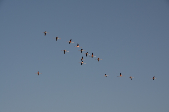 Flamingo în zbor. Parc Ornitologic Saintes Maries de la Mer, Camargue, Franța. Foto: ©Slowaholic